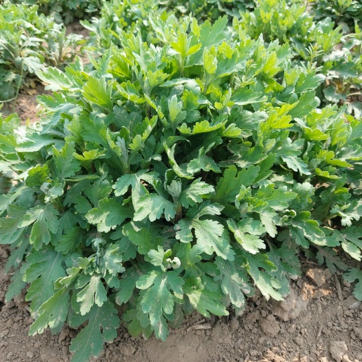 曹县金丝黄菊苗 基地现货大量出售金丝皇菊花种苗，易种植，产量高，效益好！