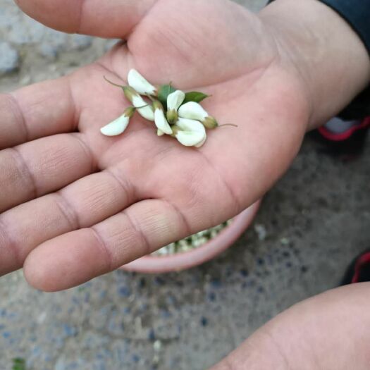 槐树花 鲜货