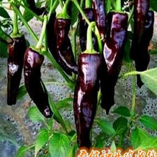 邵东市 黑辣妹小尖椒种子 超辣小米椒辣椒 四季阳台盆栽蔬果蔬菜种子