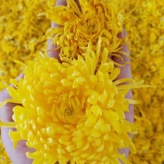  2019新采金絲皇菊花茶，個大飽滿，色澤金黃，質(zhì)優(yōu)價美！