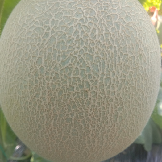 海阳市海阳有机网纹瓜，自然成长，软糯香甜，老少皆宜，肉质细腻，