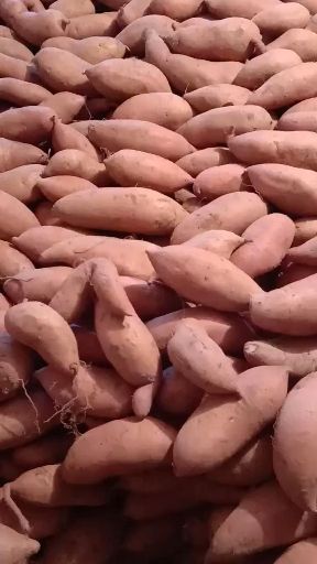 红薯 混装通货 红皮