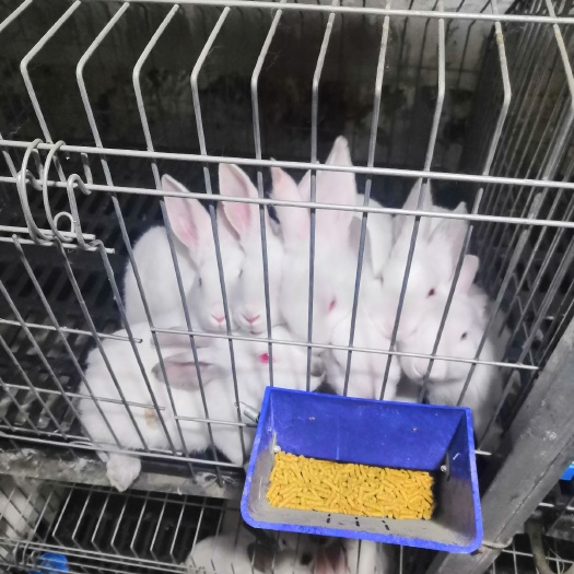 无极县肉兔 常年出售满月兔