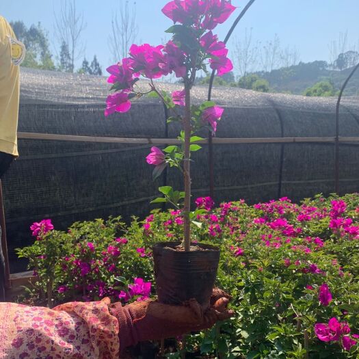昆明云南紫三角梅  3角梅40公分~50公分高 品种云南紫 中国红，脱土发货，