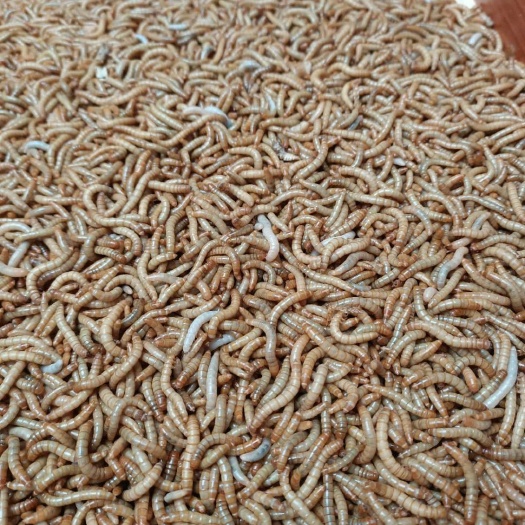 黄粉虫 摘要营养价值：蛋白质、脂肪含量较高，富含磷、钾、铁、钠、铝等