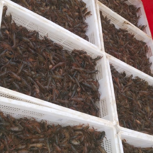 东海县 龙虾苗  中虾 大虾  大青虾