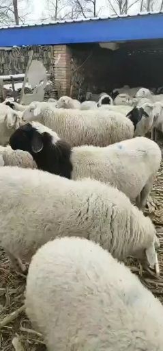 忻州 寒羊都是双胎羊，成活率高