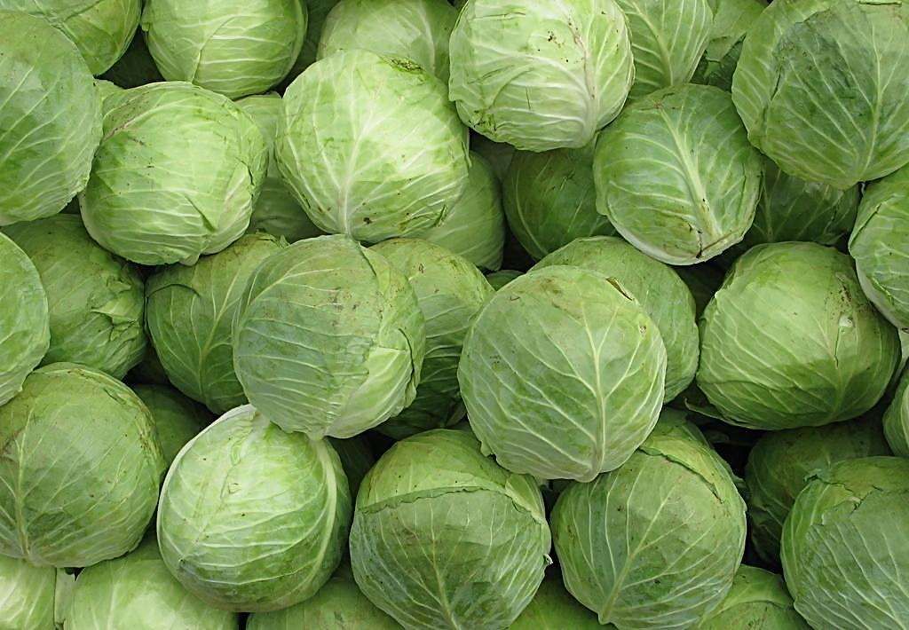 [绿包菜批发]绿甘蓝 包心菜,东升/东绿1-7斤价格0.5元/斤 - 惠农网
