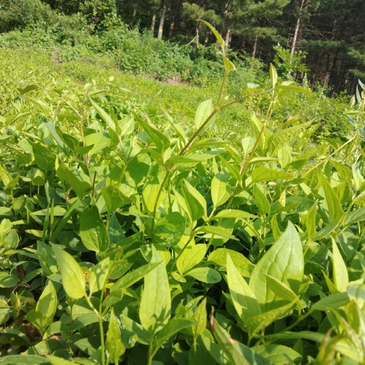 清原县威灵仙《山辣椒秧》二年苗，自家一手货源保证免费提供种植技术
