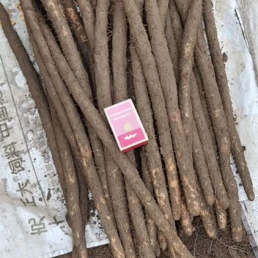 蠡县麻山药 通货