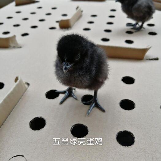南宁 五黑绿壳蛋鸡苗