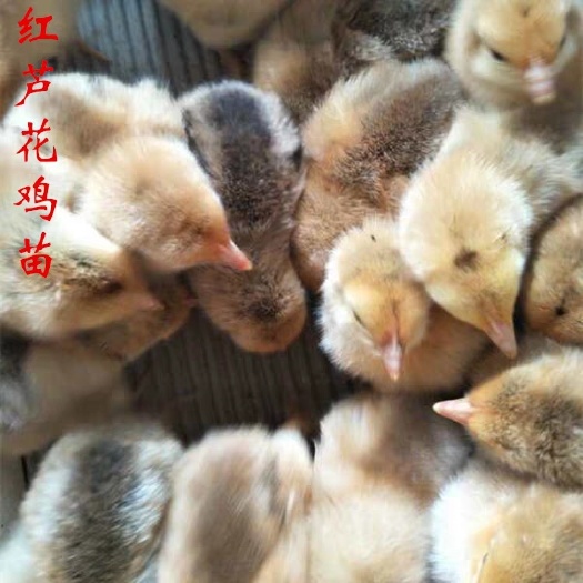 广州芦花鸡苗 红芦花苗公苗，出壳苗，运输包活