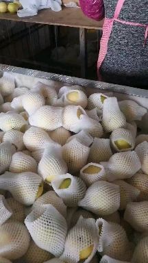 莱阳市黄金梨 新高，黄金都有货