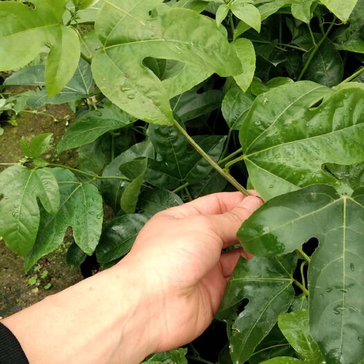 桂林紫香一号百香果苗 大杯紫香