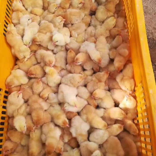 广州胡须鸡苗 胡须鸡母苗出壳苗 运输包活