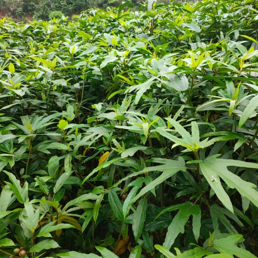 灵山县五指毛桃苗  ，苗场直接底价出售。专车送货，或欢迎到基地采购
