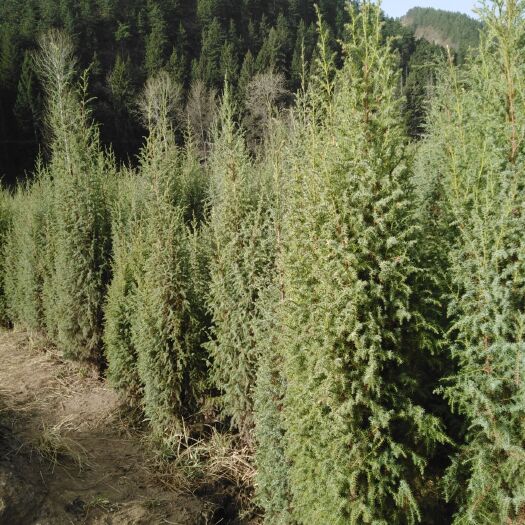 永登县祁连圆柏（移植1.5米-2米），量大优惠，请需要的客户联系