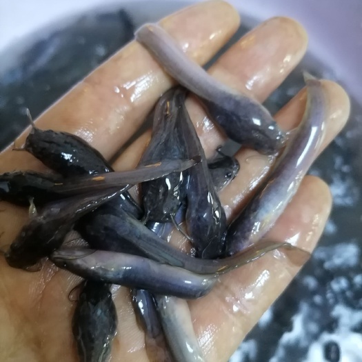 毕节鲢鱼苗（出售各种鱼苗，品种纯，长势快，抗病力强）