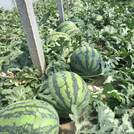 寿光市甜王西瓜苗，直根甜王西瓜苗 嫁接甜王西瓜苗