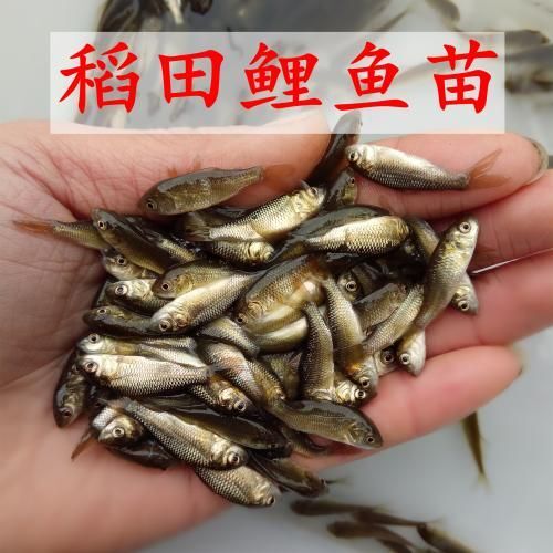 贵阳精品鲤鱼苗，支持送货上门，货到付款