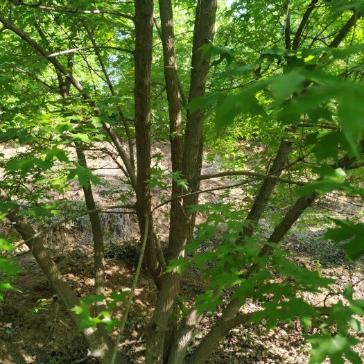 邓州市精品丛生元宝枫