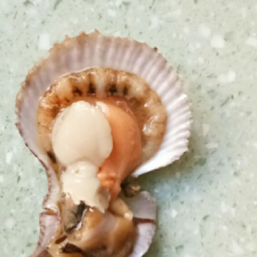 威海扇贝