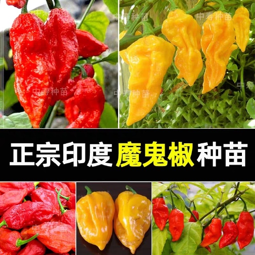 邵东市辣椒种子 印度魔鬼椒种子 辣死人不偿命 魔鬼椒种子 断魂椒种子 超级辣