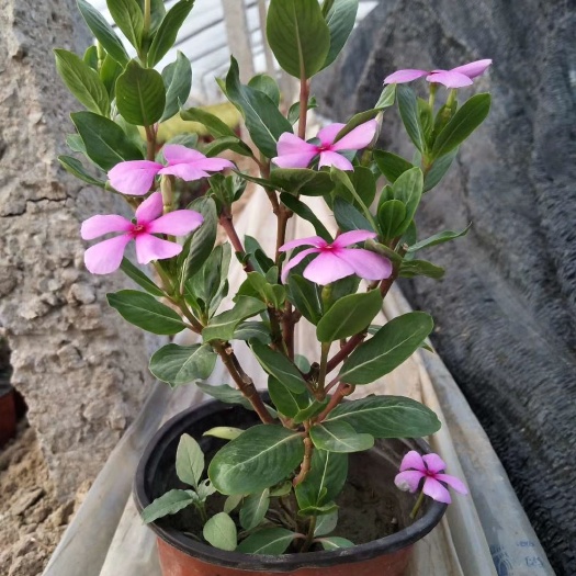 木本天天开 长春花 量大可优惠