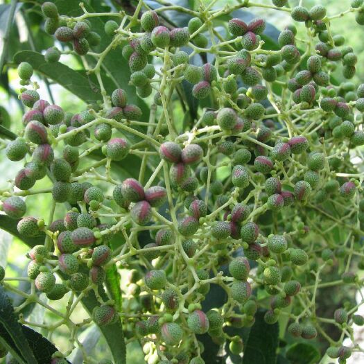 平邑县青花椒苗