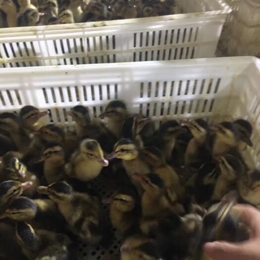 隆昌市麻鸭苗 麻鸭基地 厂价批发 专业孵化 诚信经营 质量保证 包打好疫苗