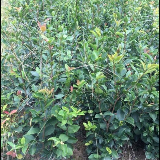 漳平市油茶苗 福建香油茶、珍珠茶，