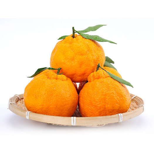 【四川不知火丑橘丑八怪新鲜上市！】四川不知火 又是一年丑橘