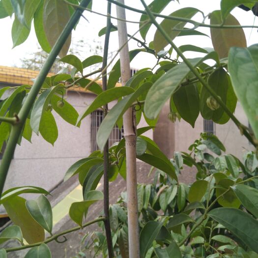 中山市鸡爪花苗 香港鹰爪兰花香艳丽，是观赏价值较高的树种，深受人们喜爱。