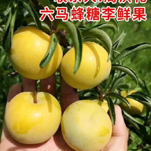 贵州六马蜂糖李子果5斤新鲜水果脱骨李孕妇冰糖脆李镇宁特产