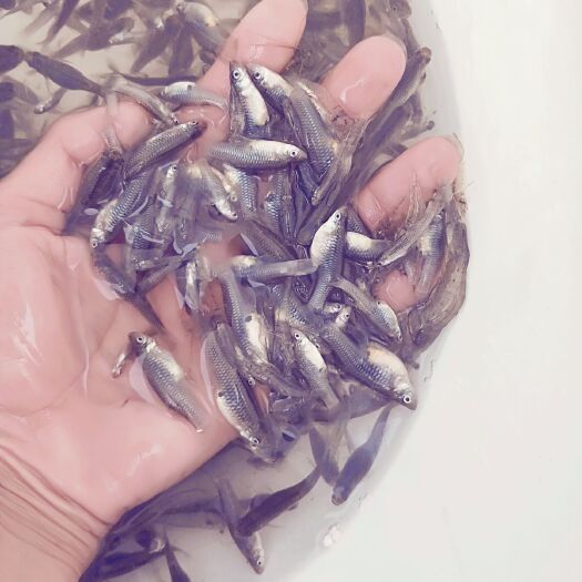 汕头草虾 大肚鱼！小鱼