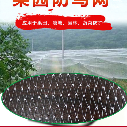  尼龙防鸟网   防护网   果园鱼塘防鸟网