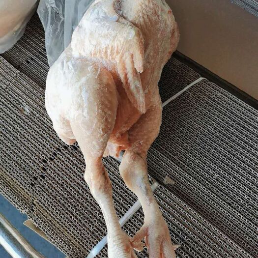 菏泽白条鸡 肉鸡白条