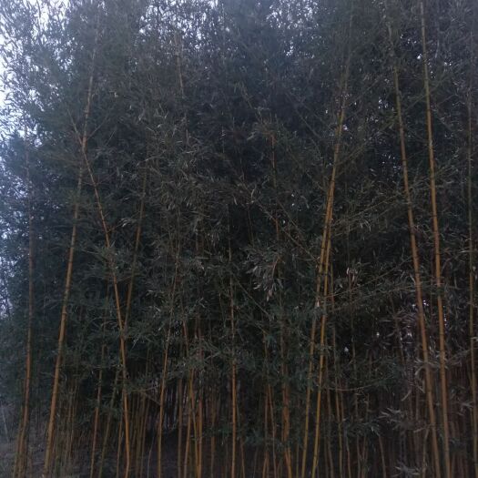 烟台 烟台青竹翠竹大量供应