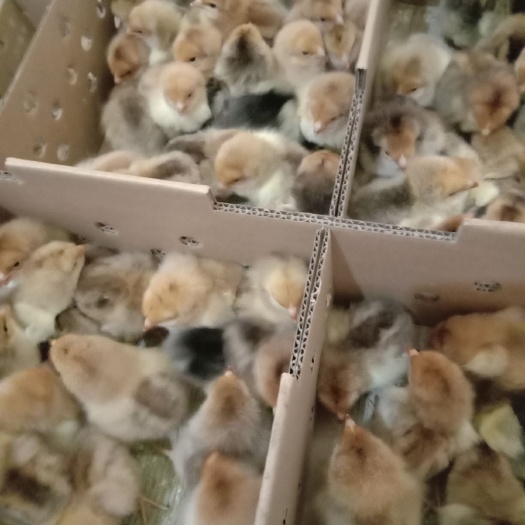 南宁K9鸡苗 统货
