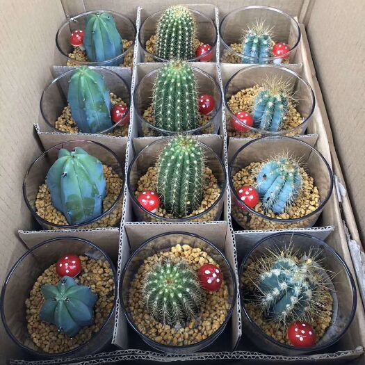 漳州仙人球 组合盆