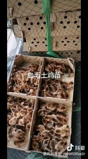 简阳市血毛土鸡苗