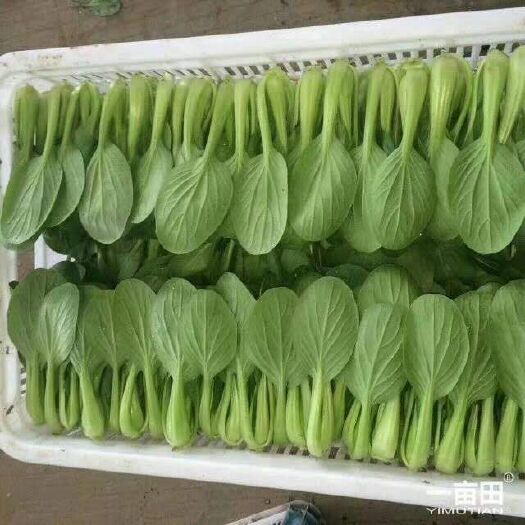 南通上海青 30cm以上