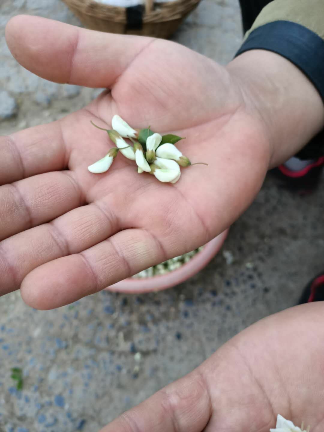 槐树花 含苞待放