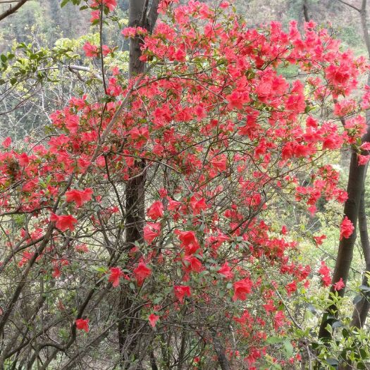 芷江县国旗红杜鹃 国旗红映山红