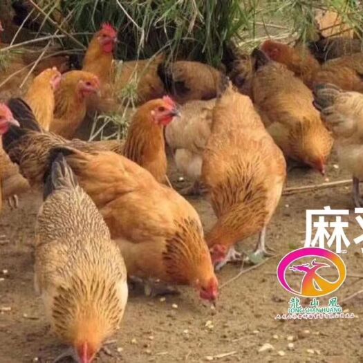 广州 麻羽绿壳蛋鸡苗
