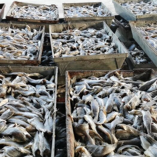 启东市 去头小黄鱼
大量供应