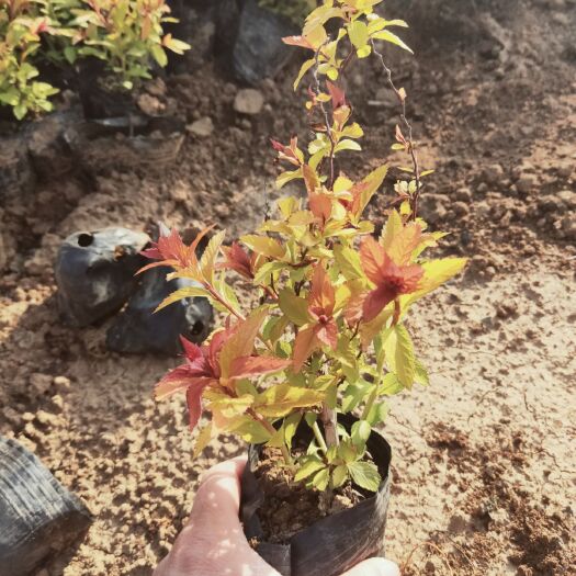 青州市 金焰绣线菊