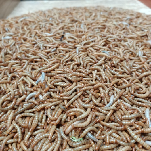 黄粉虫 摘要营养价值：蛋白质、脂肪含量较高，富含磷、钾、铁、钠、铝等