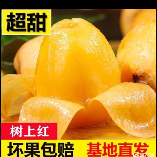 莆田解放钟枇杷 果大甜度好，黄里透红，果肉脆嫩，肉软汁多