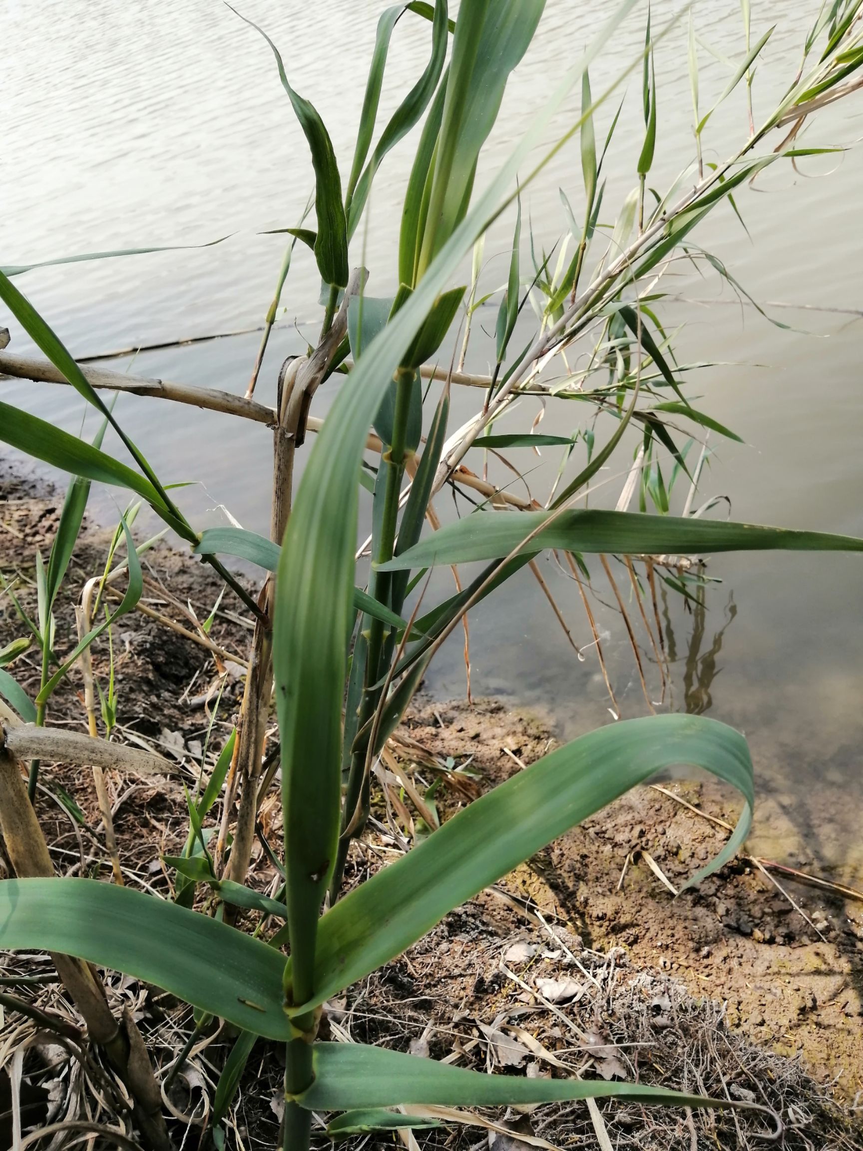 批發微山湖旱地蘆葦苗適用於旱地種植易成活發芽快